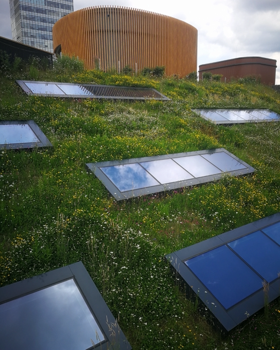 Dachbegrünung
